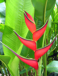 Heliconia Stricta Firebird 200mm