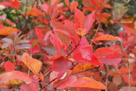 Continus Flame Smokebush 30lt