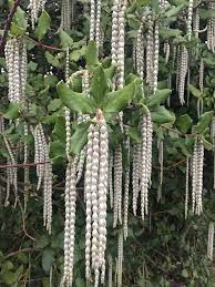 Garrya Elliptica James Roof 200mm