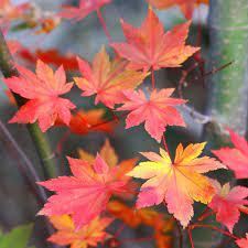 Acer Palmatum Herbstfeuer 50lt