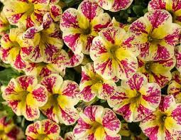 Calibrachoa Supervbells Holy Moly