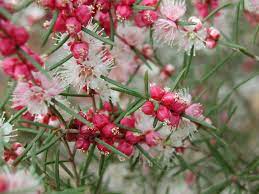 Hypocalymma Angustifolium 14cm