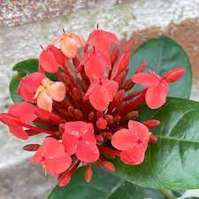 Ixora Coral Fire 14cm