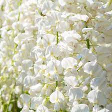 Wisteria Alba/jako 200mm