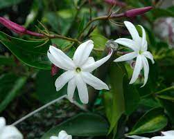 Jasminum Nitidum 14cm