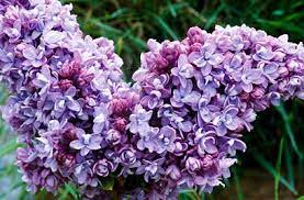 Syringa Vularis Katherine Havemeyer Lilac 18lt