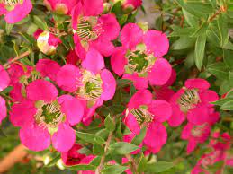 Leptospermum Lipstick 175mm