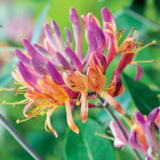 Lonicera Firecracker 175mm