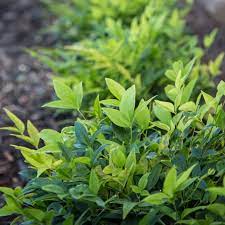 Nandina Magical Lemon Lime 140mm