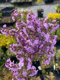 Prostanthera Sieveri Minty 140mm