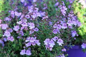 Prostanthera Purple Haze 175mm – Bigga Trees