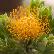 Leucospermum Golden Burst 140mm