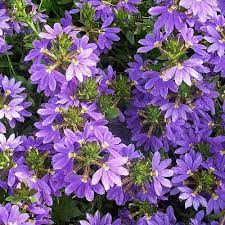 Scaevola Purple Fanfare 13cm