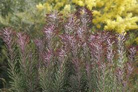 Leucadendron Purple Haze 140mm