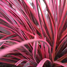 Cordyline Raspberry Fountain 170mm