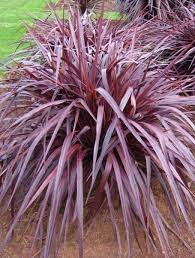 Cordyline Red Fountain 170mm