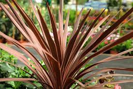 Cordyline Red Sensation 5lt