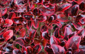 Coprosma Sahara Ruby 170mm