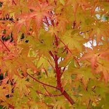Acer Senkaki Coral Bark