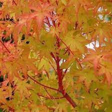 Acer Palmatum Senkaki Coral Bark 50lt