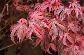 Acer Palmatum Shirazz 50lt