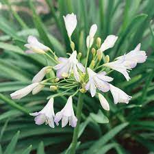 Agapanthus Silver Baby