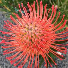 Leucospermum So Successful 140mm