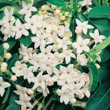 Stephanotis Floribunda 14cm