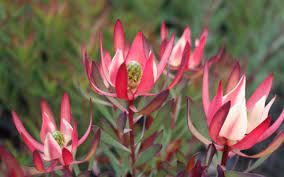 Leucadendron Strawberry & Cream 140mm