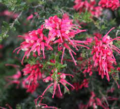 Grevillea Strawberry Smoothie 130mm