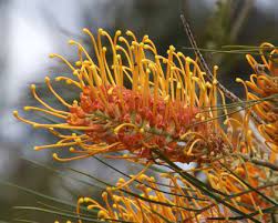 Grevillea Sunkissed 130mm