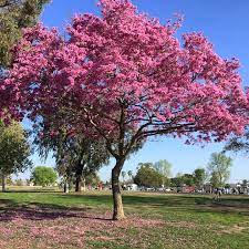 Tabebuia Roseo-alba 50lt