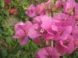 Bougainvillea Texas Dawn 5lt