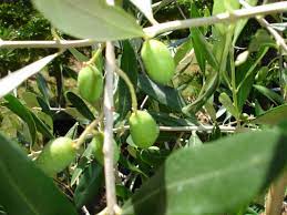 Olea Europaea Verdale Olive 140mm