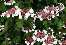 Viburnum Sargentii Onondaga